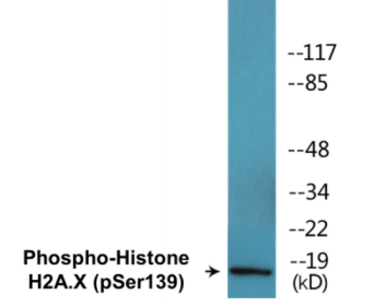 Phospho-Histone H2A.X (Ser139) Colorimetric Cell-Based ELISA Kit