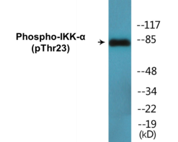 Phospho-IKK-alpha (Thr23) Colorimetric Cell-Based ELISA Kit