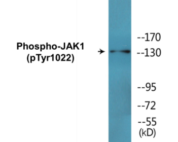 Phospho-JAK1 (Tyr1022) Colorimetric Cell-Based ELISA Kit
