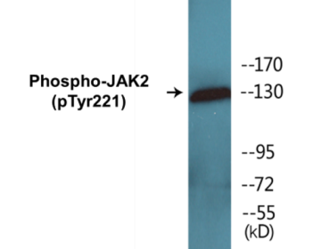 Phospho-JAK2 (Tyr221) Colorimetric Cell-Based ELISA Kit