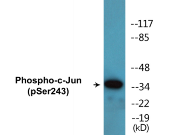 Phospho-c-Jun (Ser243) Colorimetric Cell-Based ELISA Kit