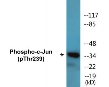 Phospho-c-Jun (Thr239) Colorimetric Cell-Based ELISA Kit