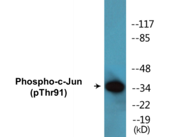 Phospho-c-Jun (Thr91) Colorimetric Cell-Based ELISA Kit