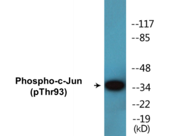 Phospho-c-Jun (Thr93) Colorimetric Cell-Based ELISA Kit