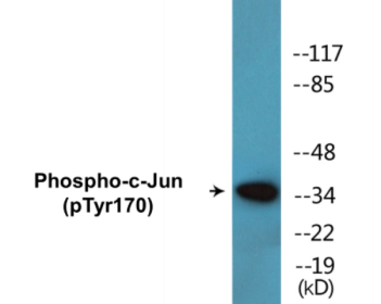 Phospho-c-Jun (Tyr170) Colorimetric Cell-Based ELISA Kit