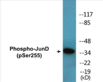 Phospho-JunD (Ser255) Colorimetric Cell-Based ELISA Kit