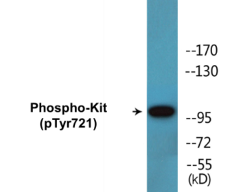 Phospho-Kit (Tyr721) Colorimetric Cell-Based ELISA Kit