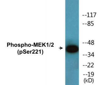 Phospho-MEK1/2 (Ser221) Colorimetric Cell-Based ELISA Kit