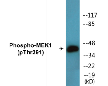Phospho-MEK1 (Thr291) Colorimetric Cell-Based ELISA Kit