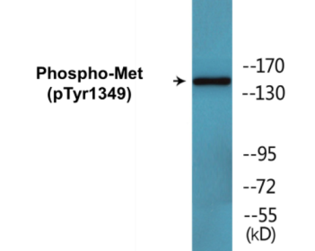 Phospho-Met (Tyr1349) Colorimetric Cell-Based ELISA Kit