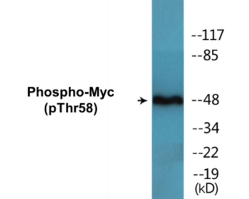 Phospho-Myc (Thr58) Colorimetric Cell-Based ELISA Kit
