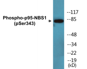 Phospho-p95-NBS1 (Ser343) Colorimetric Cell-Based ELISA Kit