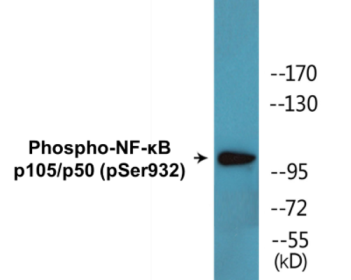 Phospho-NF-κB p105/p50 (Ser932) Colorimetric Cell-Based ELISA Kit