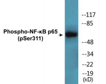 Phospho-NF-κB p65 (Ser311) Colorimetric Cell-Based ELISA Kit