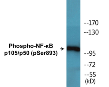 Phospho-NF-κB p105/p50 (Ser893) Colorimetric Cell-Based ELISA Kit