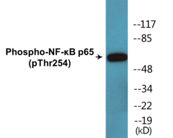 Phospho-NF-κB p65 (Thr254) Colorimetric Cell-Based ELISA Kit