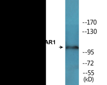 Phospho-NMDAR1 (Ser897) Colorimetric Cell-Based ELISA Kit