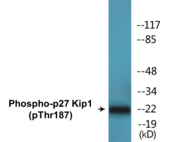 Phospho-p27 Kip1 (Thr187) Colorimetric Cell-Based ELISA Kit