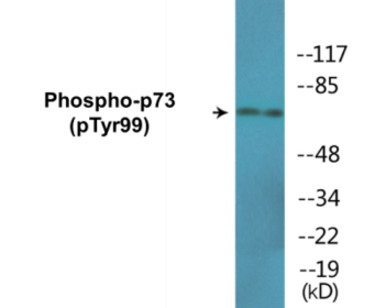 Phospho-p73 (Tyr99) Colorimetric Cell-Based ELISA Kit