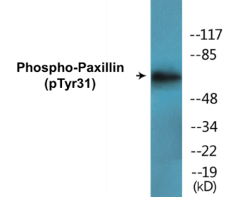 Phospho-Paxillin (Tyr31) Colorimetric Cell-Based ELISA Kit