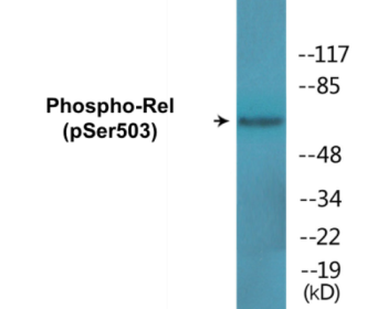 Phospho-Rel (Ser503) Colorimetric Cell-Based ELISA Kit