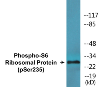 Phospho-S6 Ribosomal Protein (Ser235) Colorimetric Cell-Based ELISA Kit