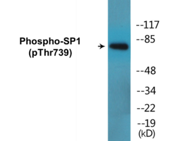 Phospho-SP1 (Thr739) Colorimetric Cell-Based ELISA Kit