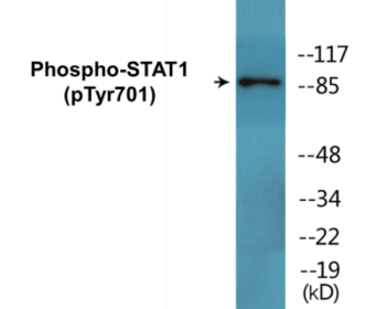 Phospho-STAT1 (Tyr701) Colorimetric Cell-Based ELISA Kit