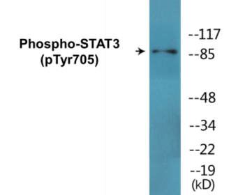 Phospho-STAT3 (Tyr705) Colorimetric Cell-Based ELISA Kit