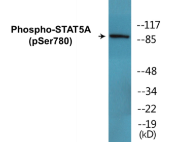 Phospho-STAT5A (Ser780) Colorimetric Cell-Based ELISA Kit