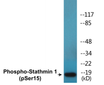 Phospho-Stathmin 1 (Ser15) Colorimetric Cell-Based ELISA Kit
