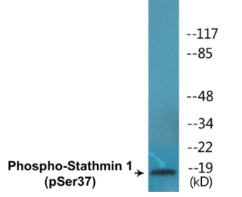 Phospho-Stathmin 1 (Ser37) Colorimetric Cell-Based ELISA Kit
