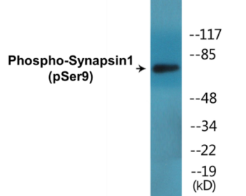 Phospho-Synapsin1 (Ser9) Colorimetric Cell-Based ELISA Kit