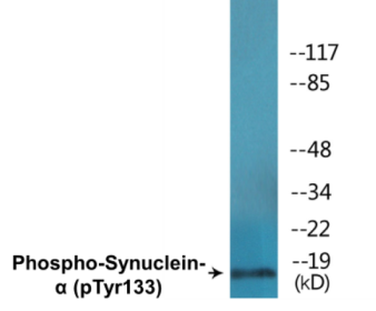 Phospho-Synuclein-alpha (Tyr133) Colorimetric Cell-Based ELISA Kit