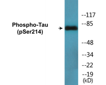 Phospho-Tau (Ser214) Colorimetric Cell-Based ELISA Kit