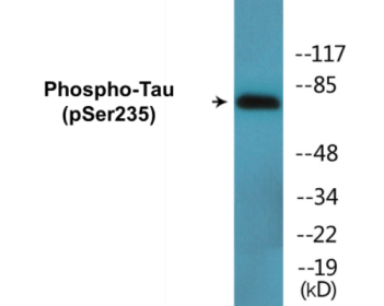 Phospho-Tau (Ser235) Colorimetric Cell-Based ELISA Kit