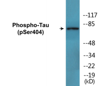 Phospho-Tau (Ser404) Colorimetric Cell-Based ELISA Kit
