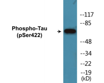 Phospho-Tau (Ser422) Colorimetric Cell-Based ELISA Kit