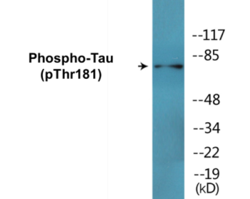 Phospho-Tau (Thr181) Colorimetric Cell-Based ELISA Kit