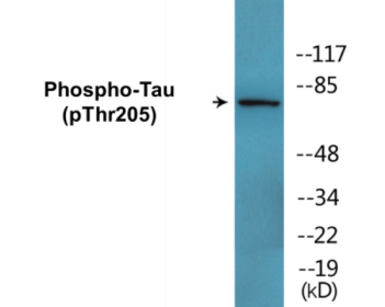 Phospho-Tau (Thr205) Colorimetric Cell-Based ELISA Kit