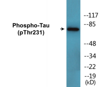 Phospho-Tau (Thr231) Colorimetric Cell-Based ELISA Kit