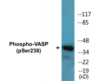 Phospho-VASP (Ser238) Colorimetric Cell-Based ELISA Kit