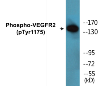 Phospho-VEGFR2 (Tyr1175) Colorimetric Cell-Based ELISA Kit