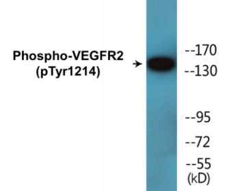 Phospho-VEGFR2 (Tyr1214) Colorimetric Cell-Based ELISA Kit
