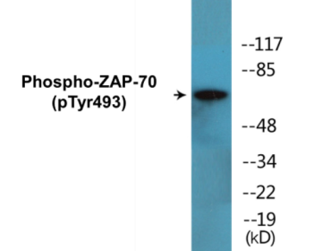 Phospho-ZAP-70 (Tyr493) Colorimetric Cell-Based ELISA Kit