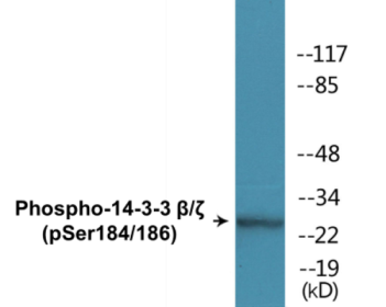 Phospho-14-3-3 beta/zeta (Ser184/186) Colorimetric Cell-Based ELISA Kit