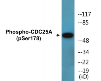 Phospho-CDC25A (Ser178) Colorimetric Cell-Based ELISA Kit