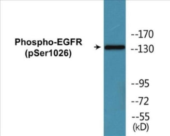 Phospho-EGFR (Ser1026) Colorimetric Cell-Based ELISA Kit