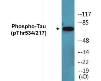 Phospho-Tau (Thr534/217) Colorimetric Cell-Based ELISA Kit