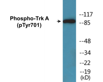Phospho-Trk A (Tyr701) Colorimetric Cell-Based ELISA Kit